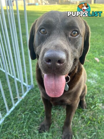 Purebred Labrador Puppies