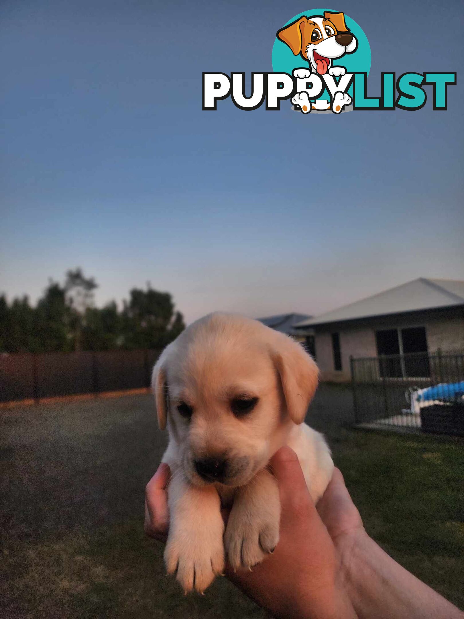 Purebred Labrador Puppies