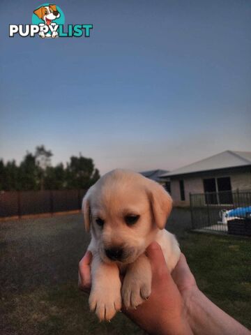 Purebred Labrador Puppies