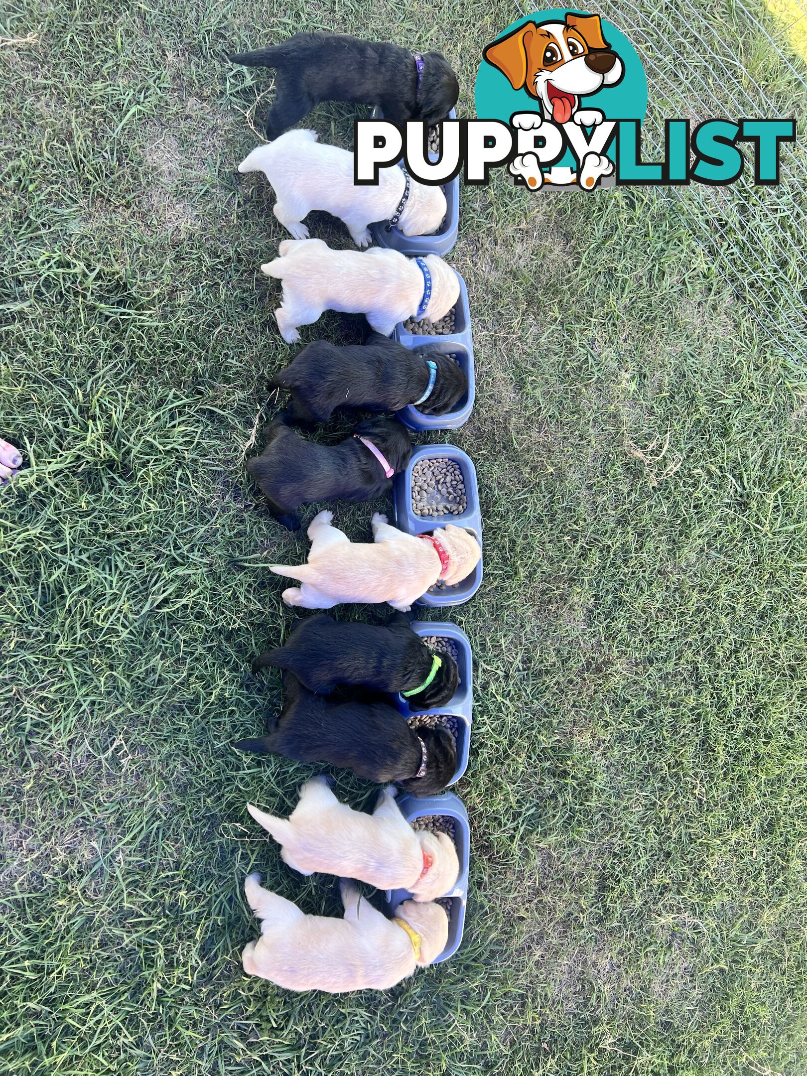 Purebred Labrador Puppies