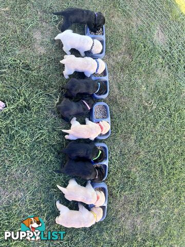 Purebred Labrador Puppies