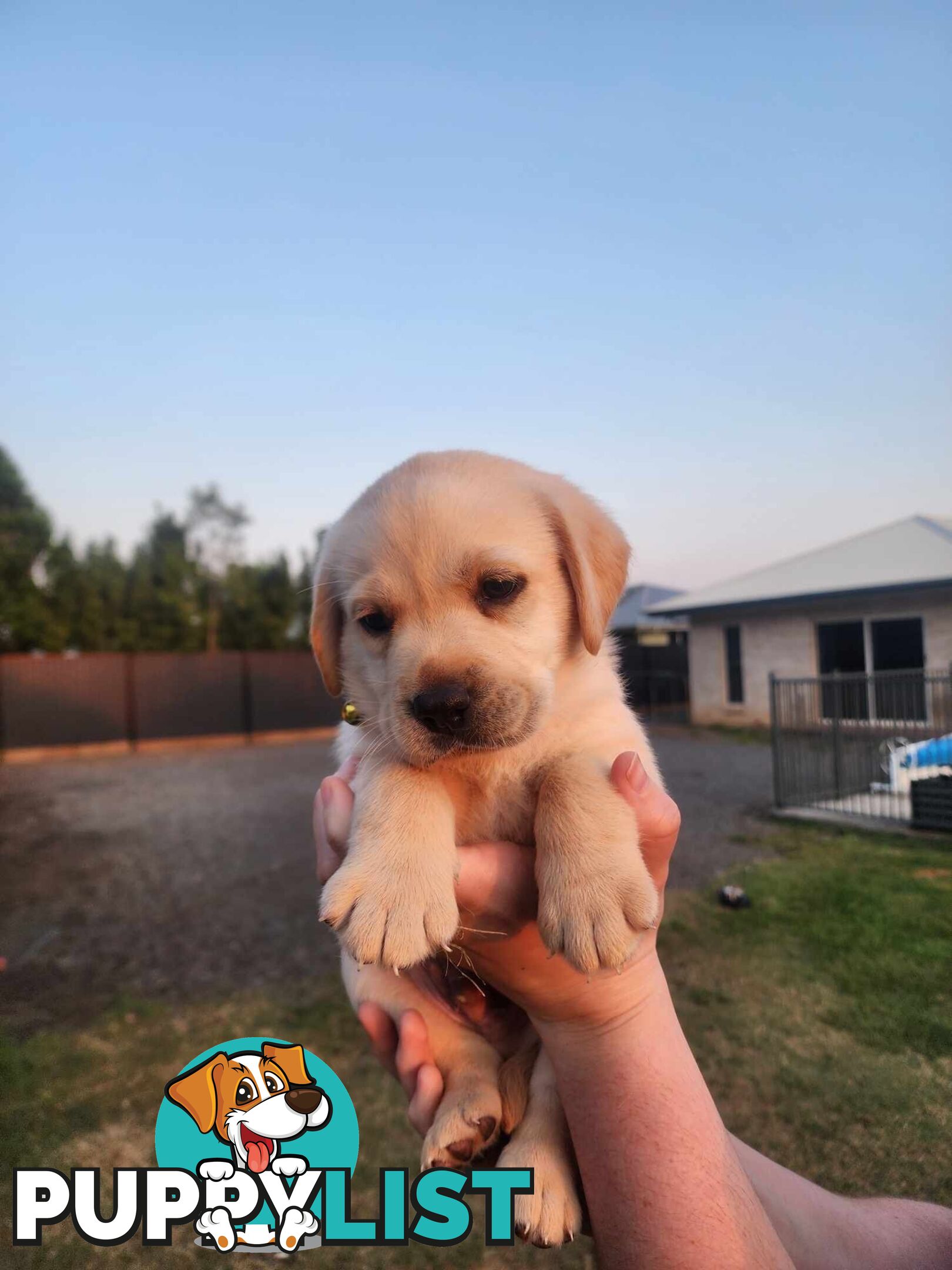 Purebred Labrador Puppies