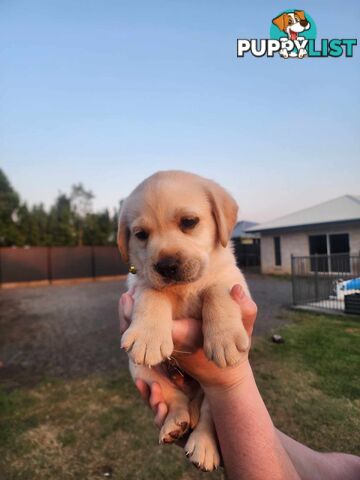 Purebred Labrador Puppies