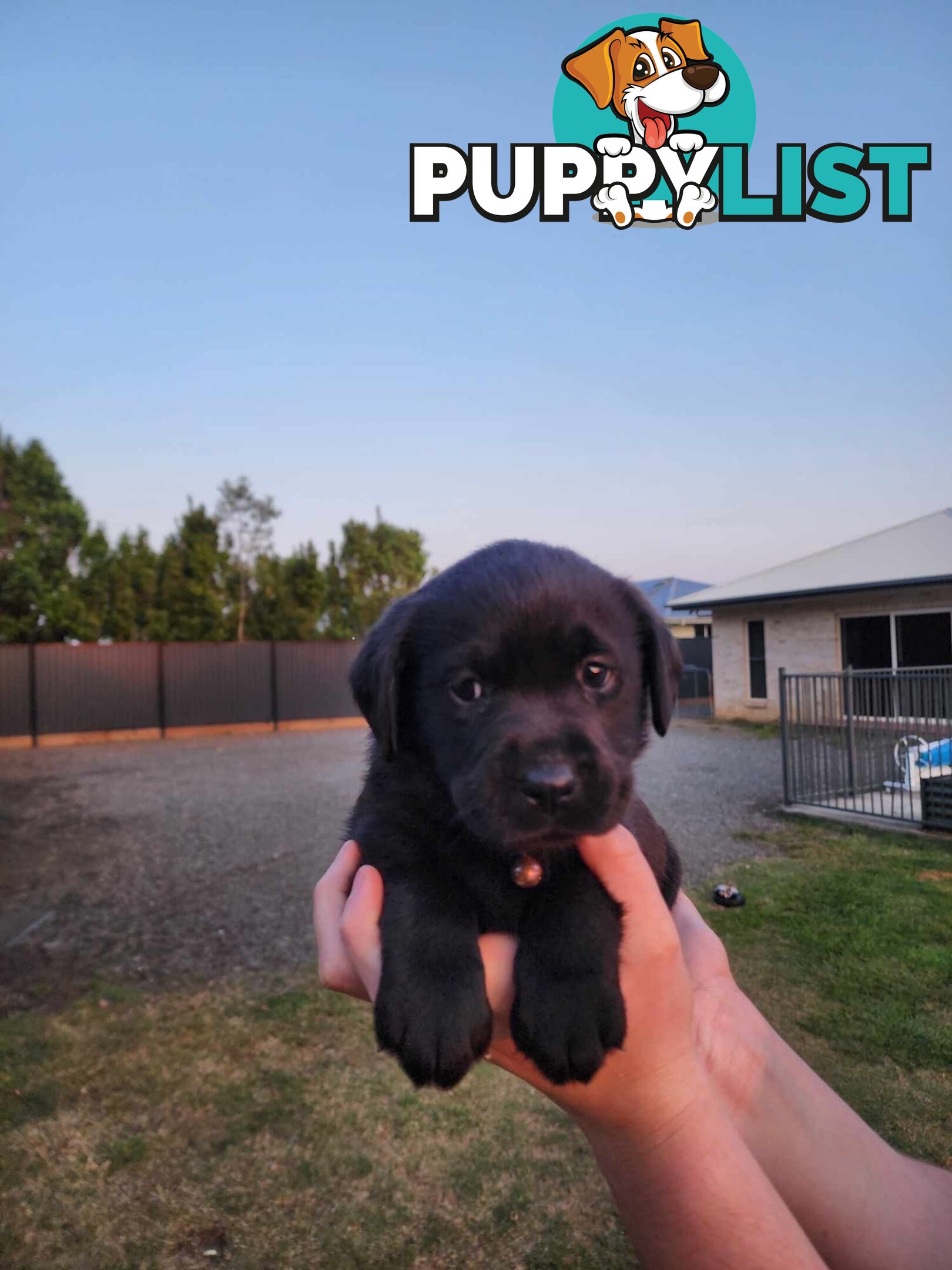 Purebred Labrador Puppies