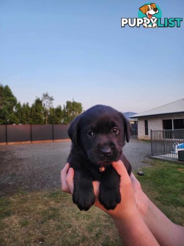 Purebred Labrador Puppies