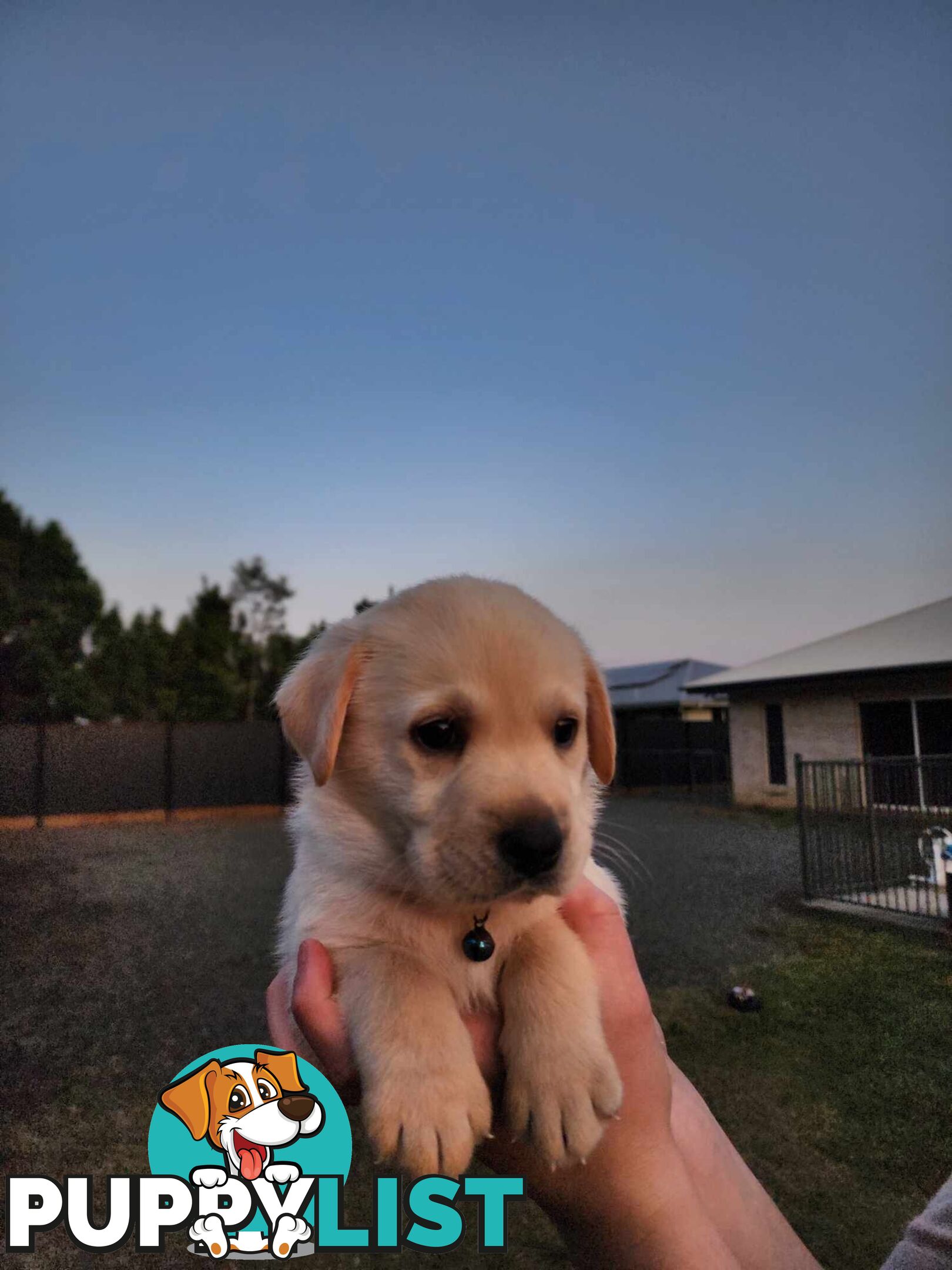 Purebred Labrador Puppies