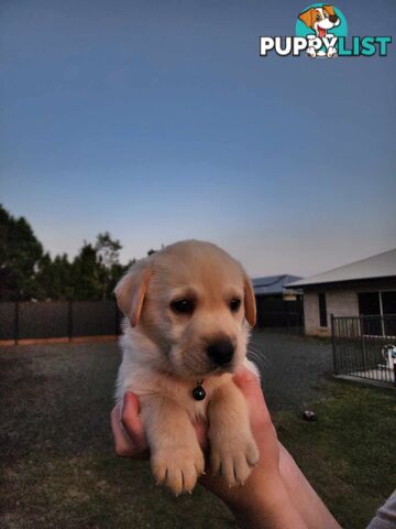 Purebred Labrador Puppies