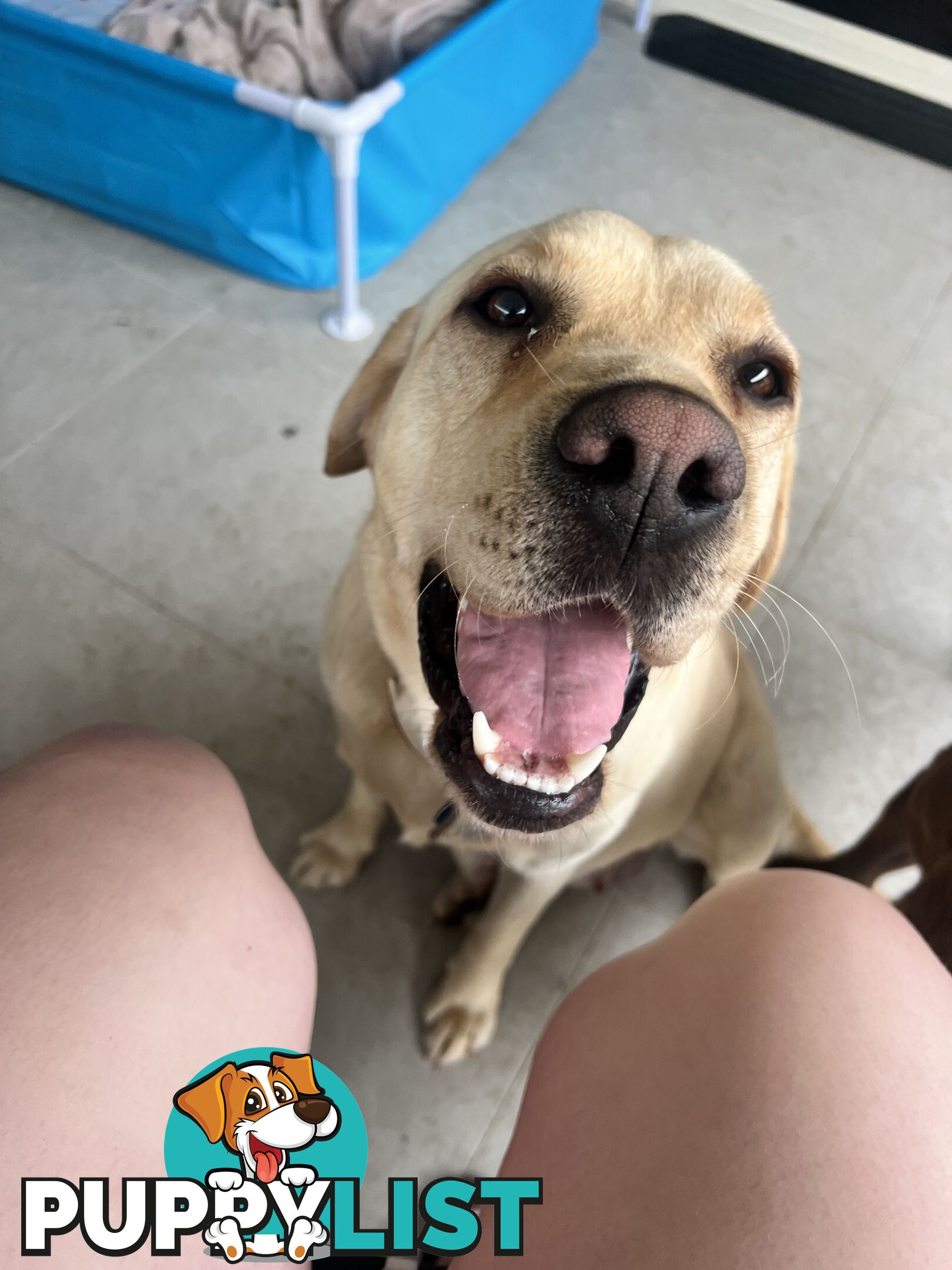 Purebred Labrador Puppies