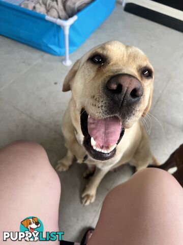 Purebred Labrador Puppies