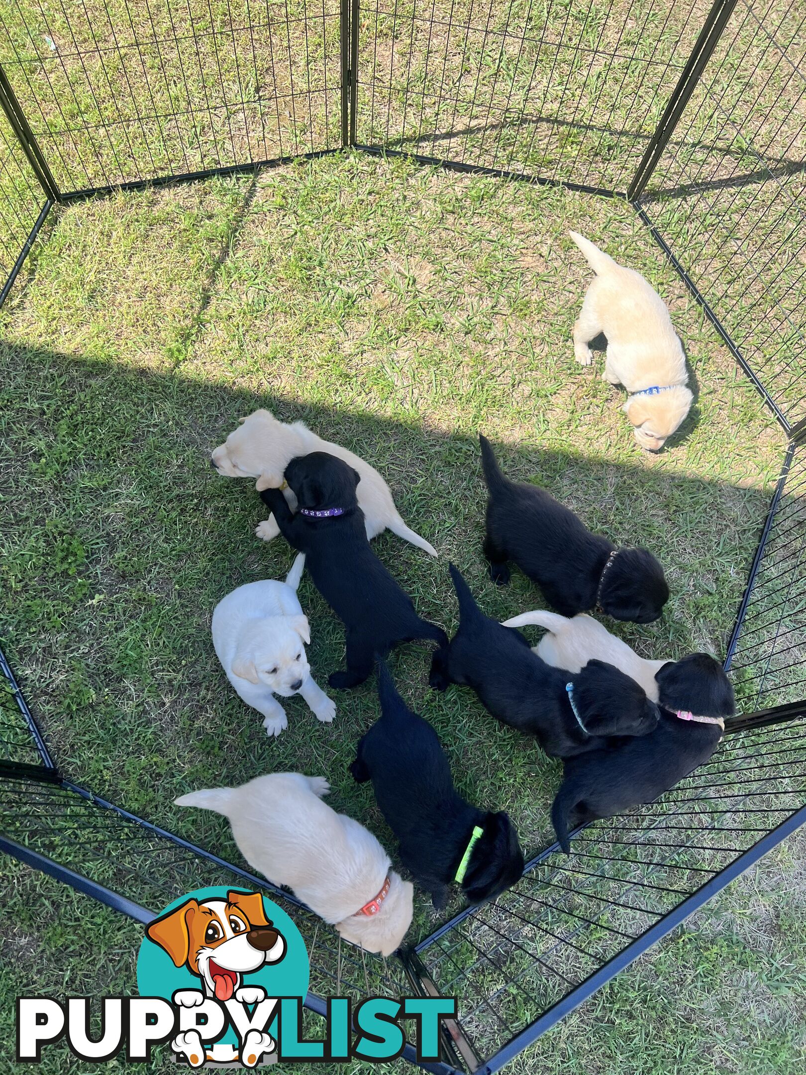 Purebred Labrador Puppies