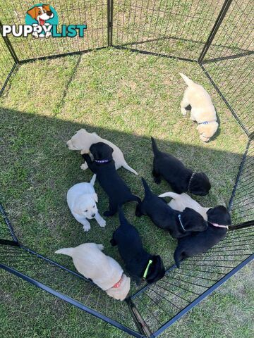 Purebred Labrador Puppies