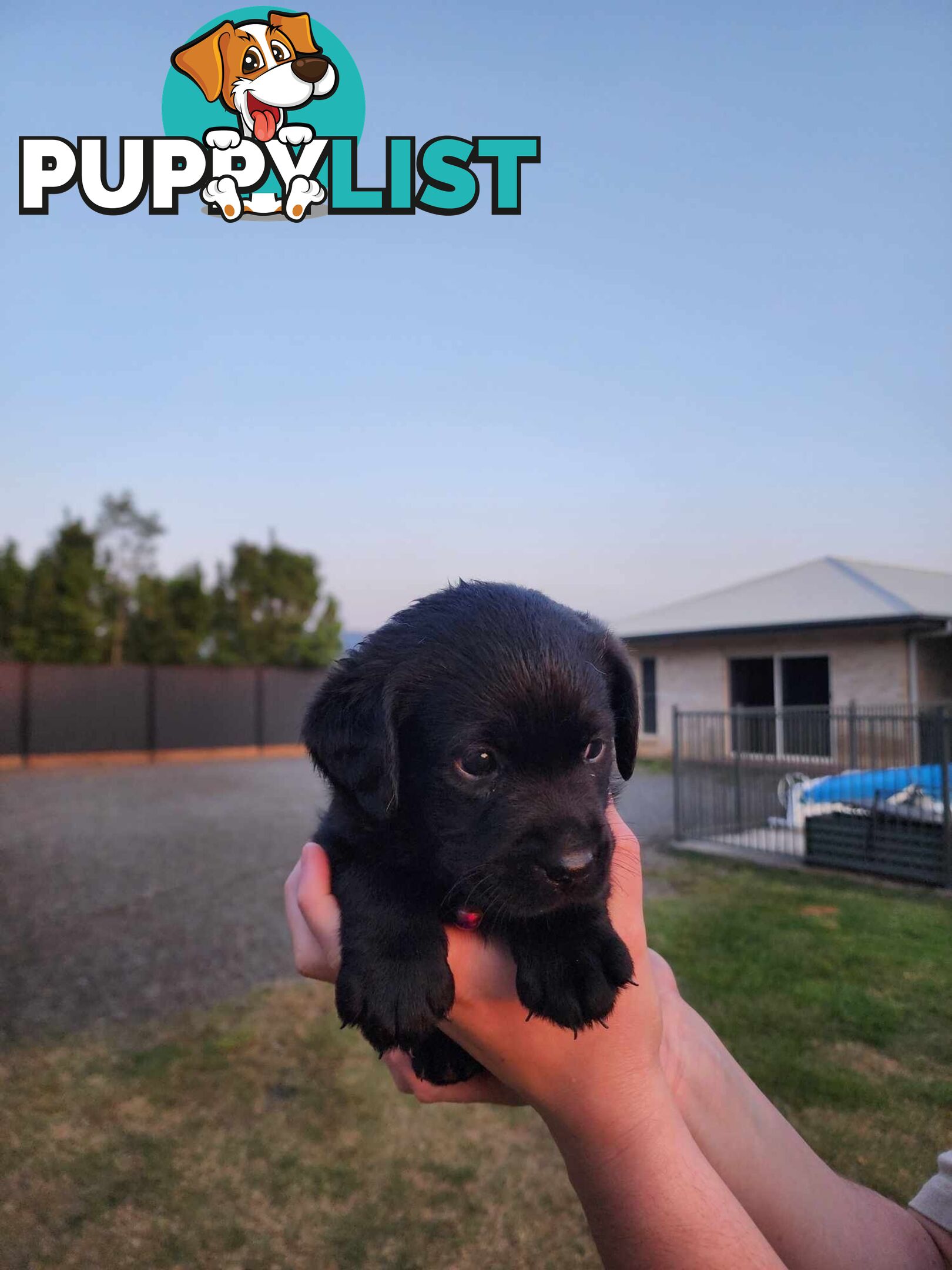 Purebred Labrador Puppies