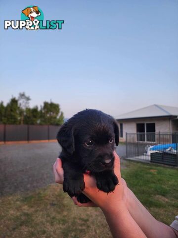 Purebred Labrador Puppies