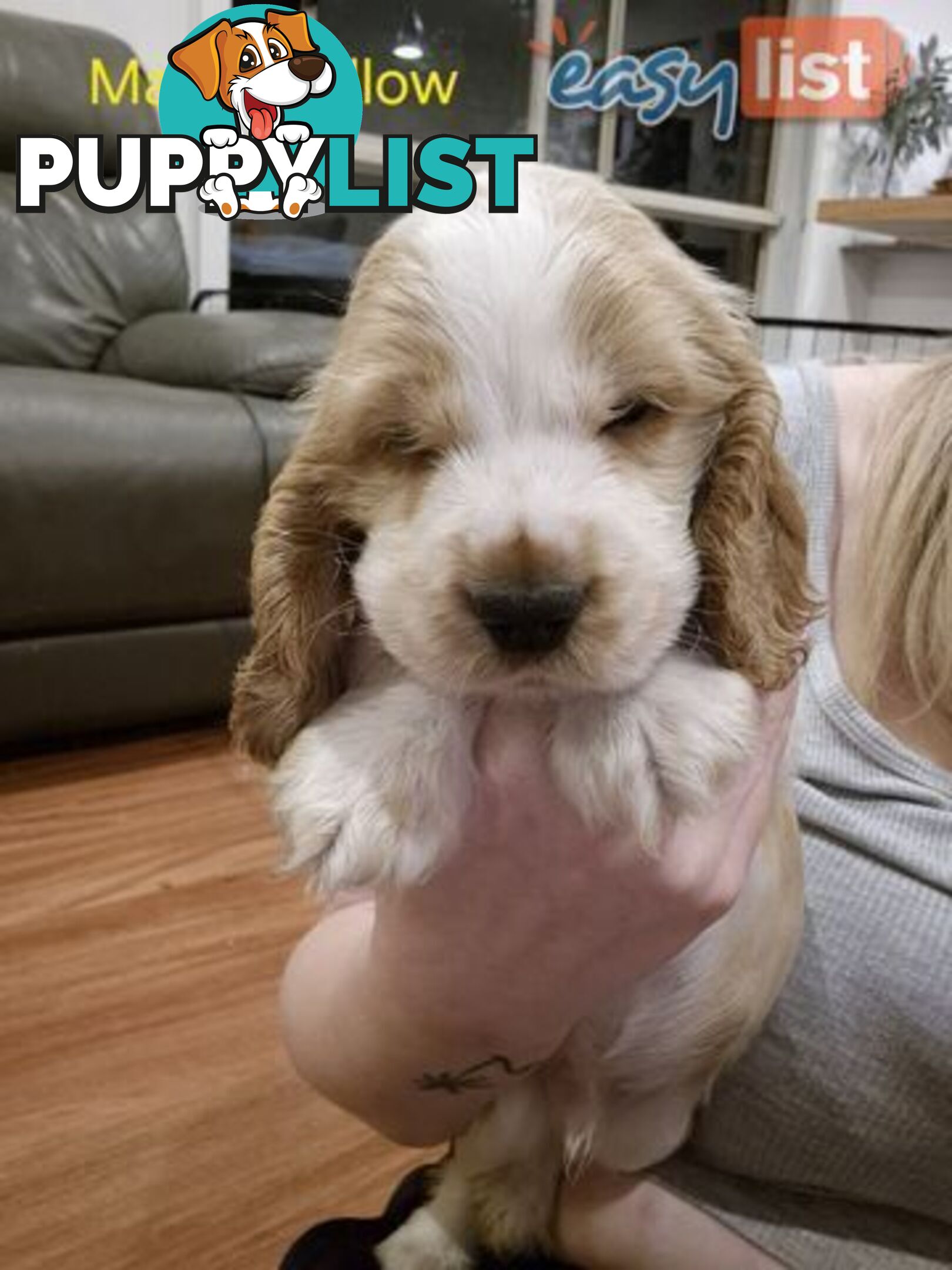 Purebred English Cockerspaniel puppies