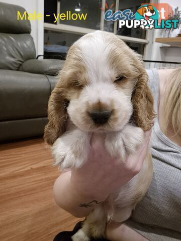 Purebred English Cockerspaniel puppies