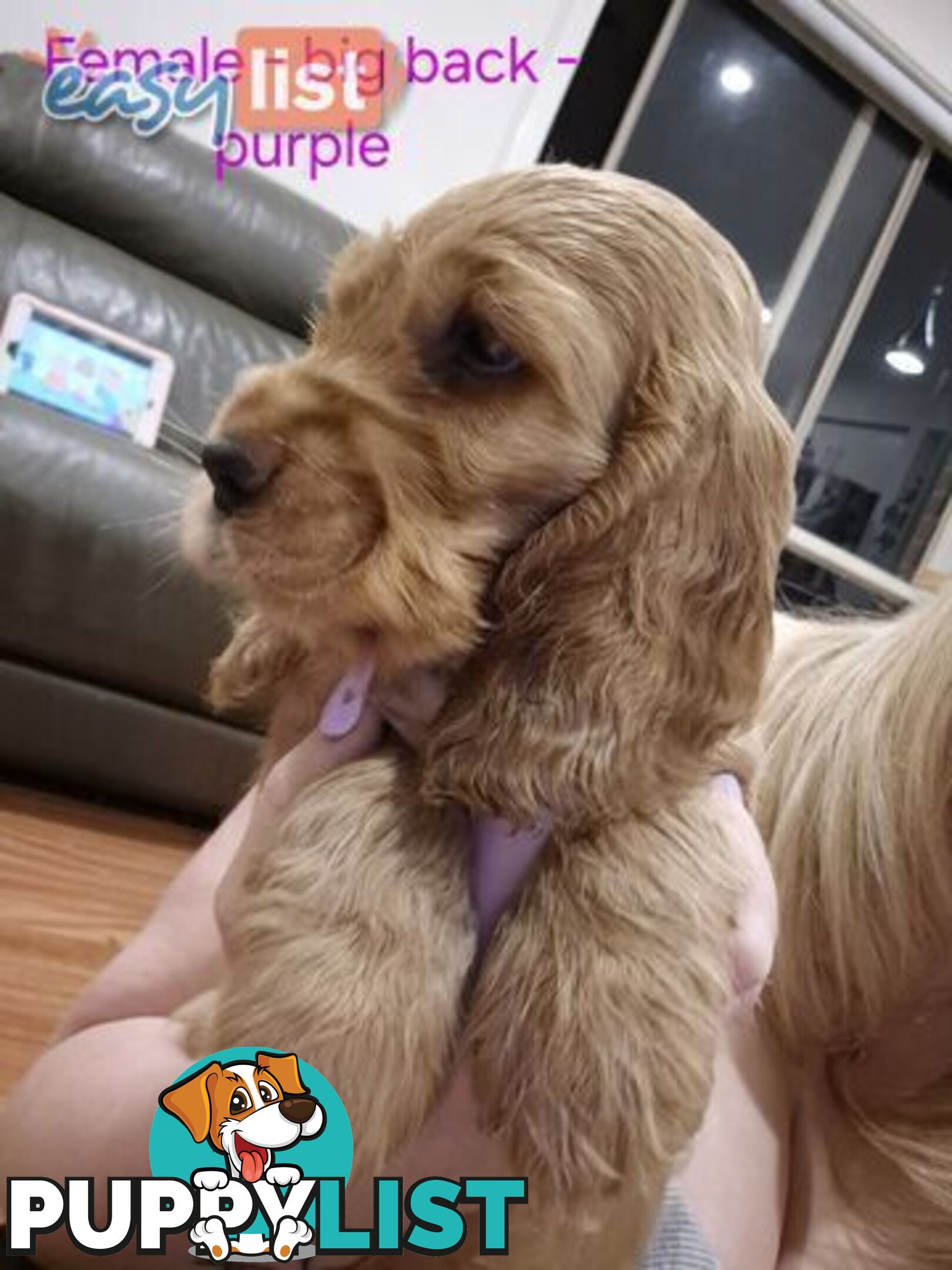 Purebred English Cockerspaniel puppies