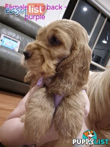 Purebred English Cockerspaniel puppies