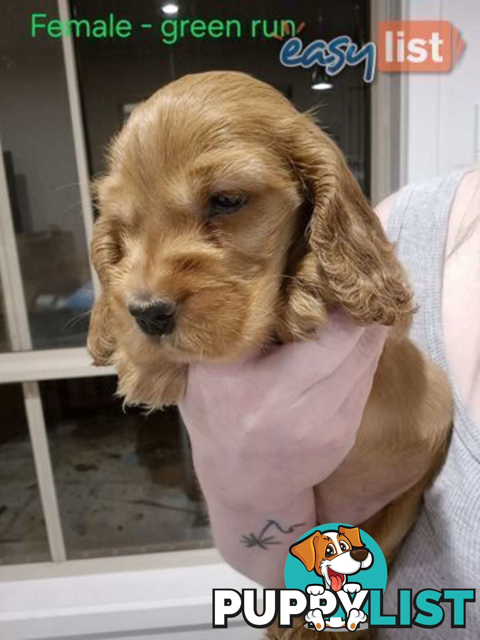 Purebred English Cockerspaniel puppies