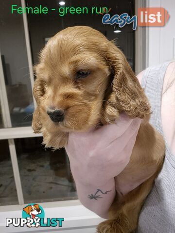Purebred English Cockerspaniel puppies