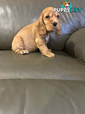 Purebred English Cockerspaniel puppies
