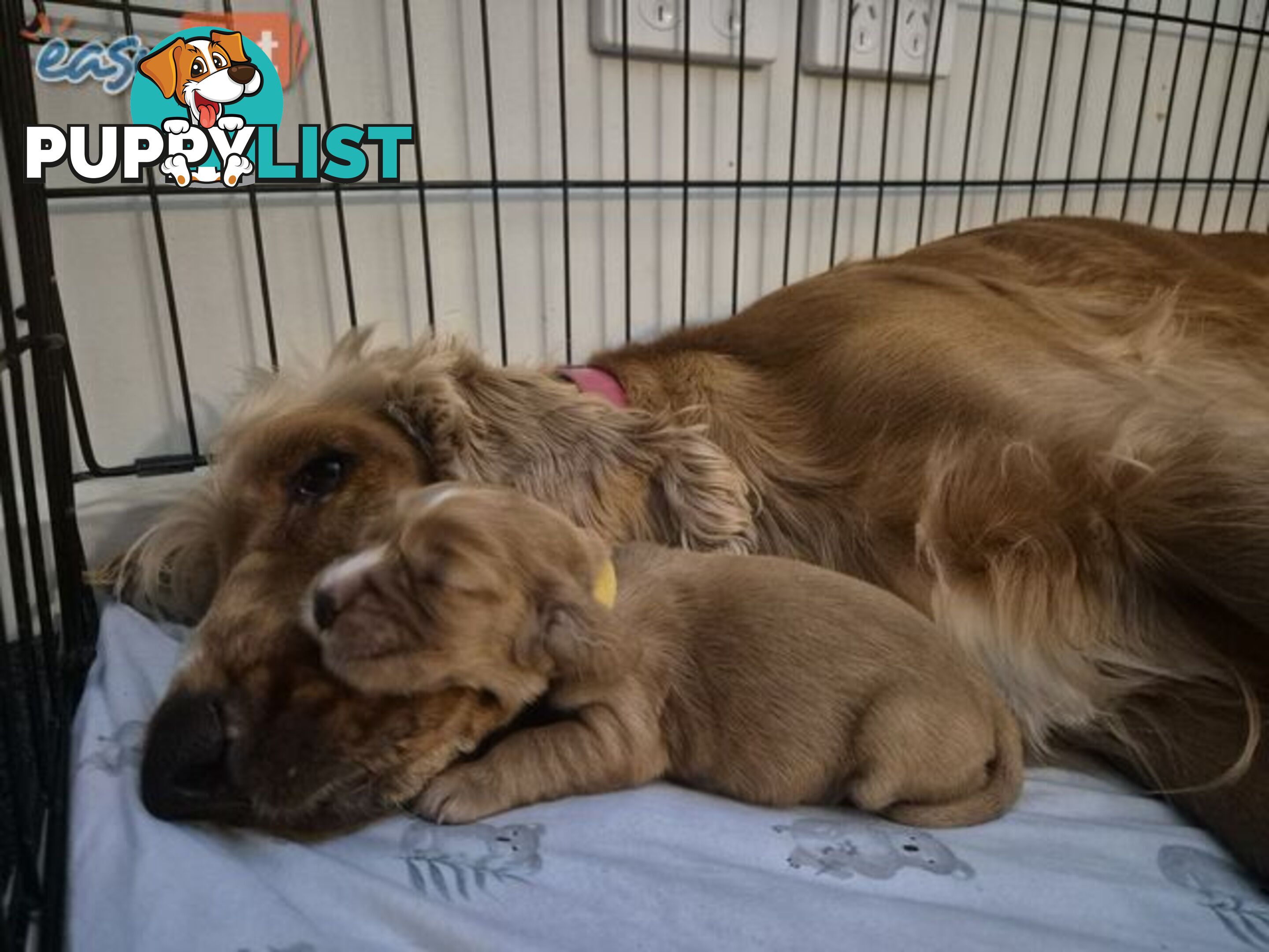 Purebred English Cockerspaniel puppies