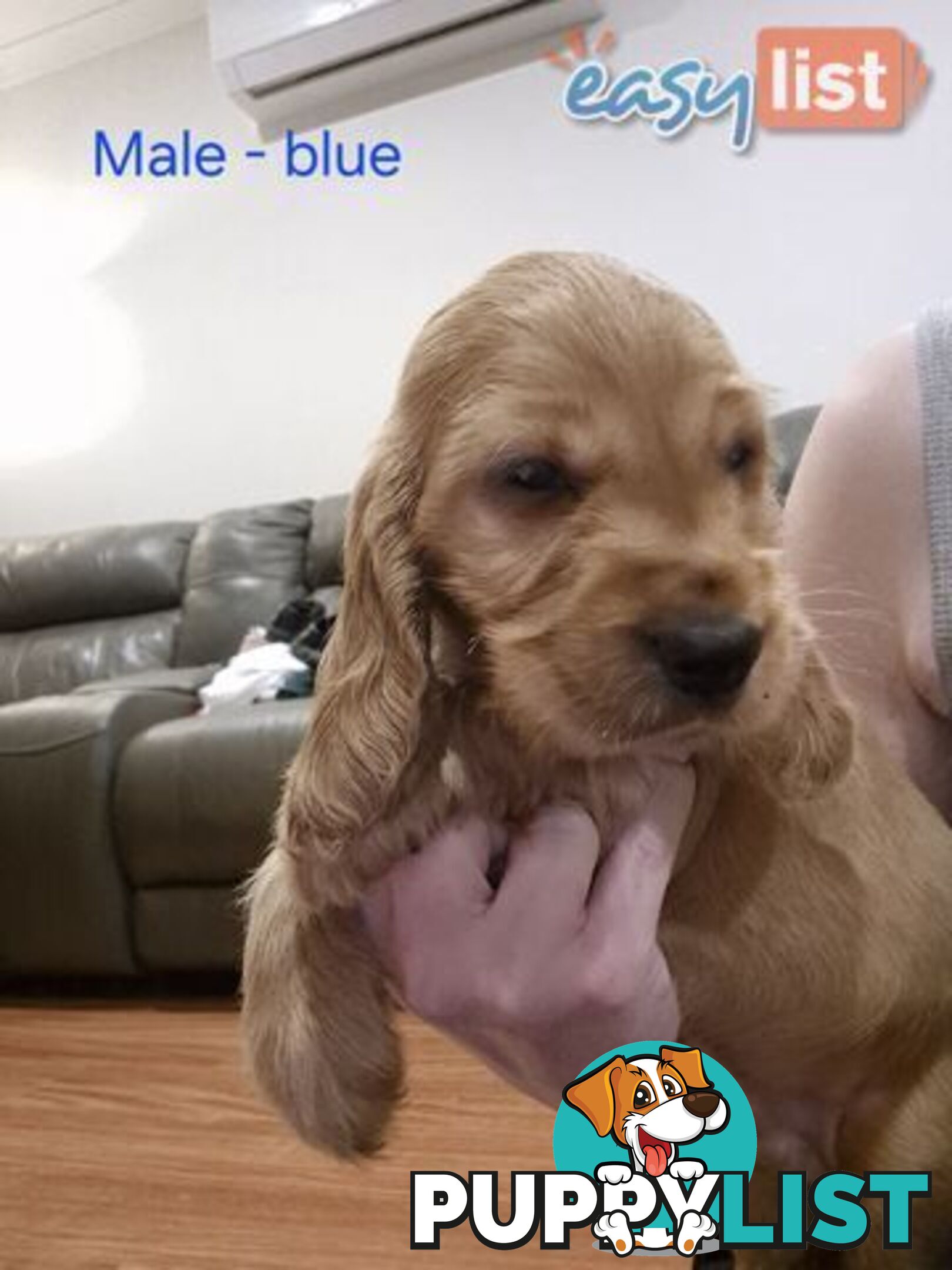 Purebred English Cockerspaniel puppies