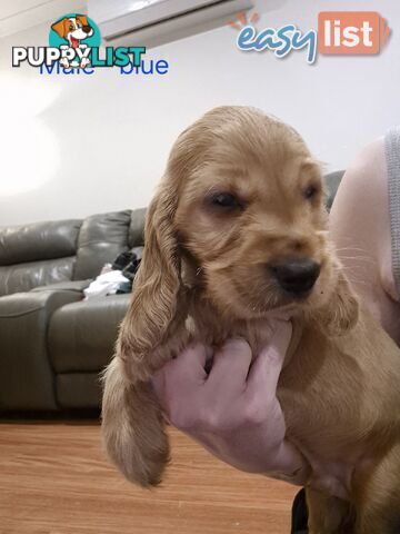Purebred English Cockerspaniel puppies