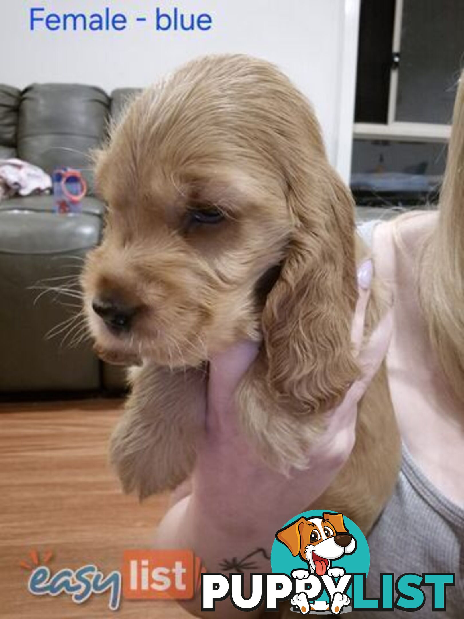 Purebred English Cockerspaniel puppies