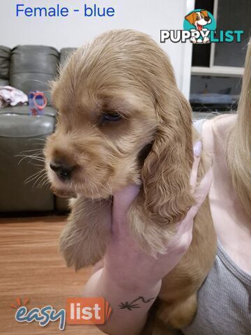 Purebred English Cockerspaniel puppies