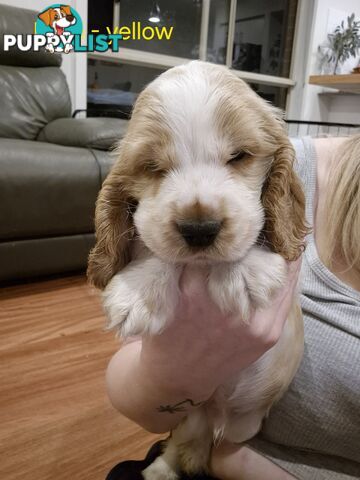 Purebred English Cockerspaniel puppies