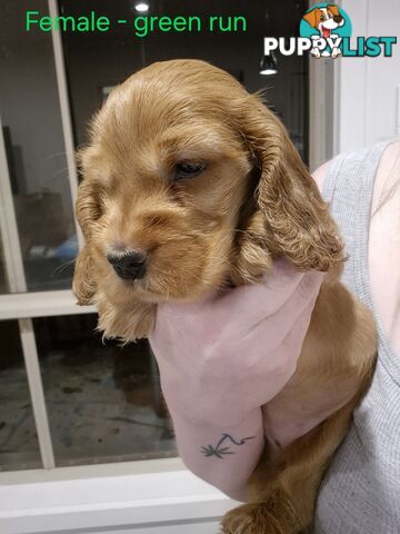 Purebred English Cockerspaniel puppies