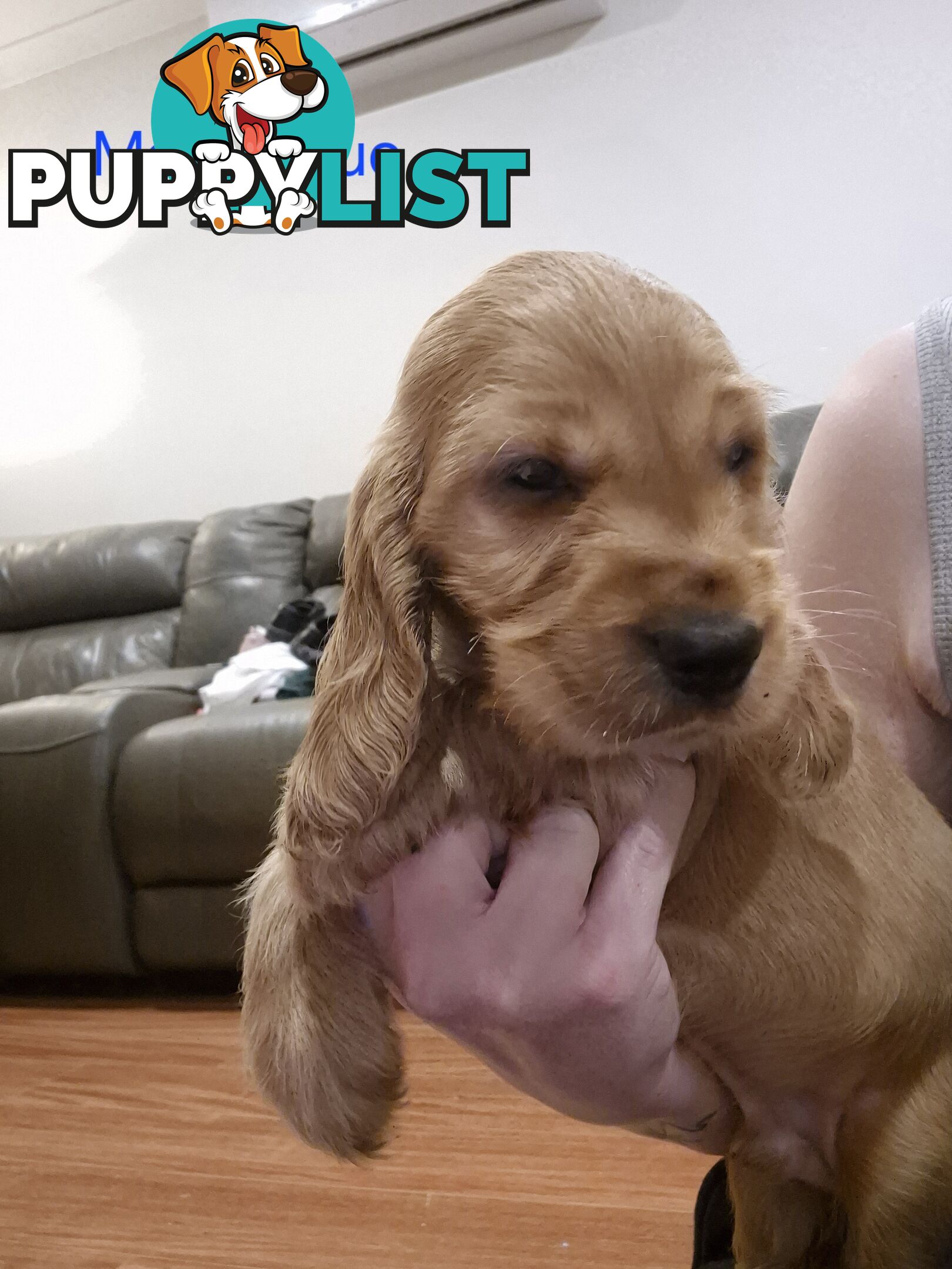 Purebred English Cockerspaniel puppies