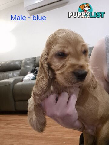 Purebred English Cockerspaniel puppies