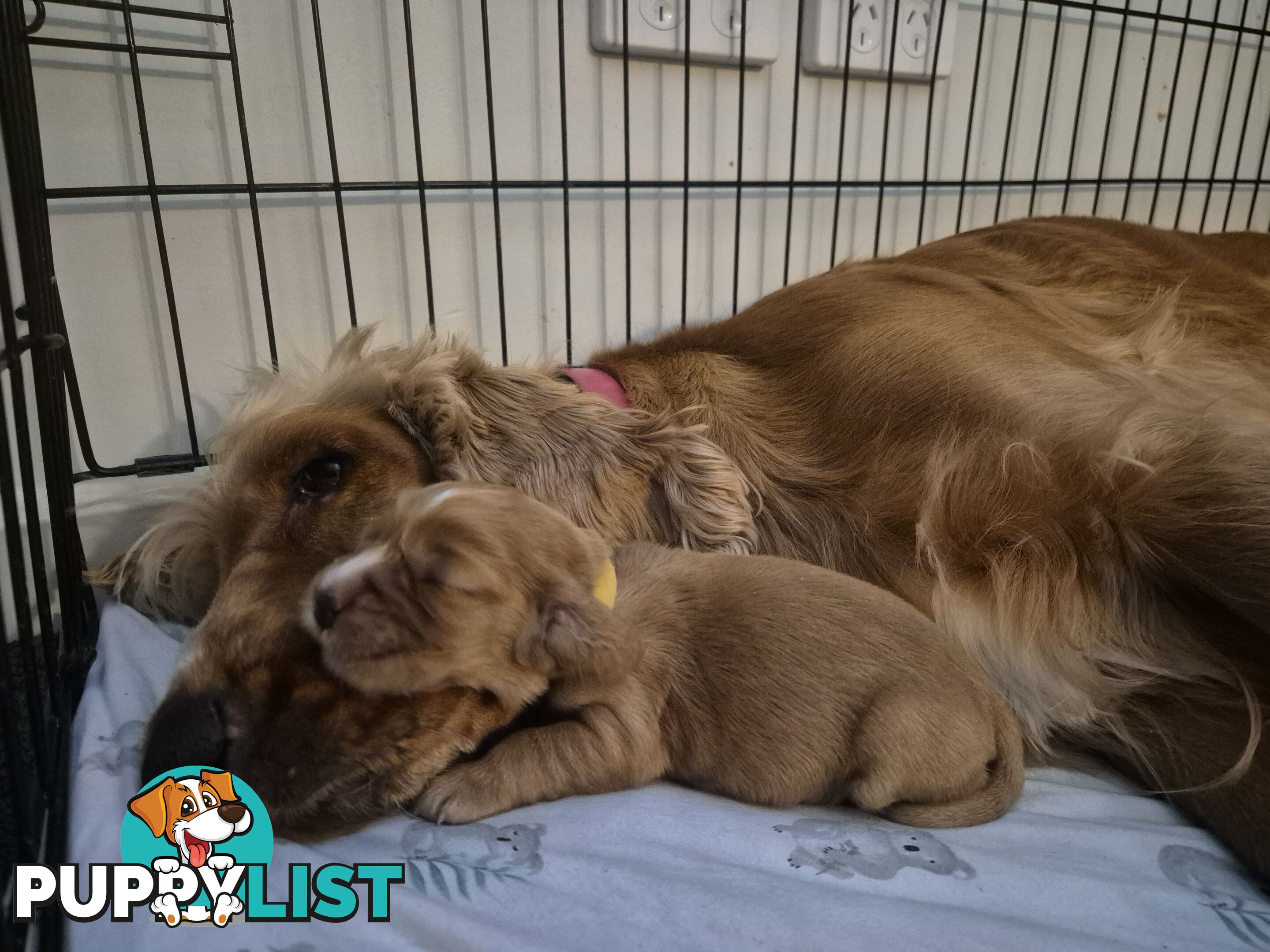 Purebred English Cockerspaniel puppies