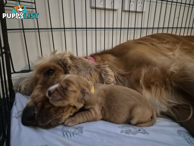 Purebred English Cockerspaniel puppies