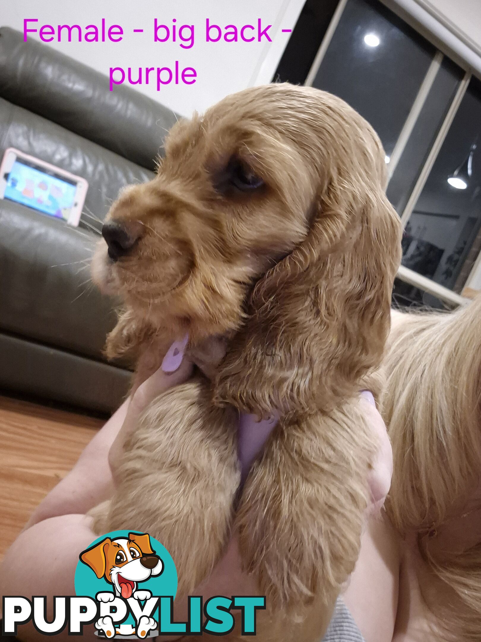 Purebred English Cockerspaniel puppies