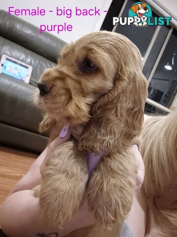 Purebred English Cockerspaniel puppies