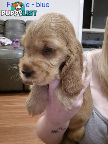 Purebred English Cockerspaniel puppies