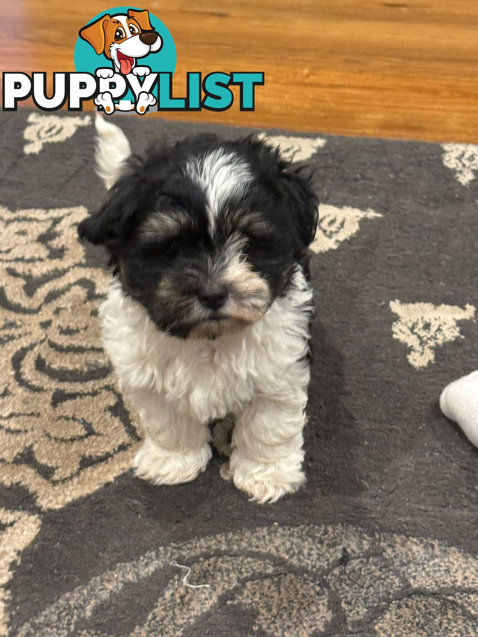 Maltese Shih Tzu Puppies