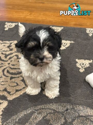 Maltese Shih Tzu Puppies