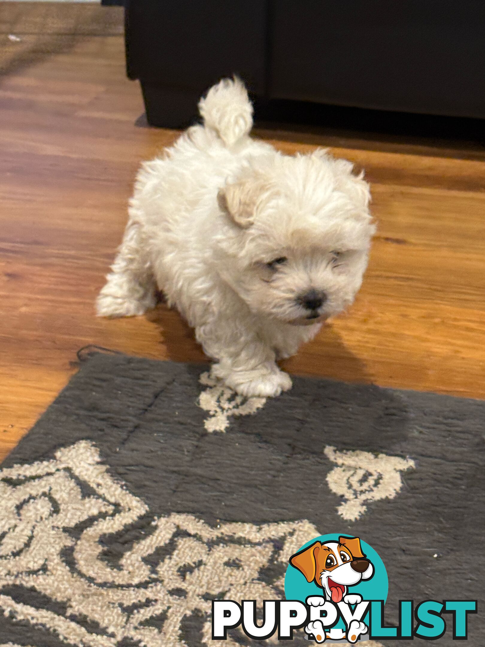 Maltese Shih Tzu Puppies