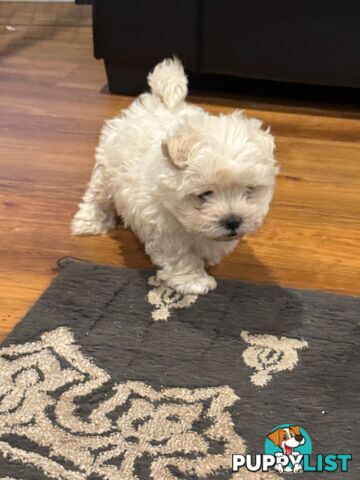 Maltese Shih Tzu Puppies