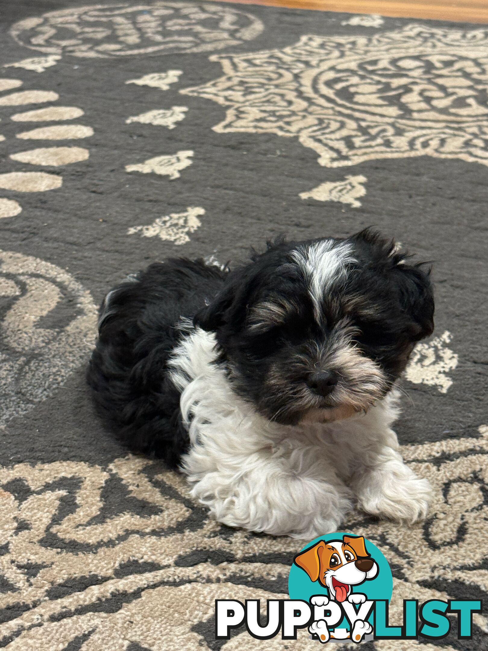 Maltese Shih Tzu Puppies