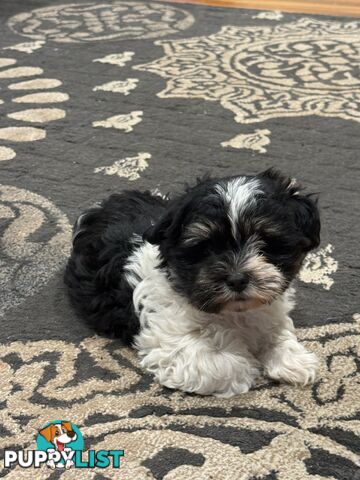 Maltese Shih Tzu Puppies