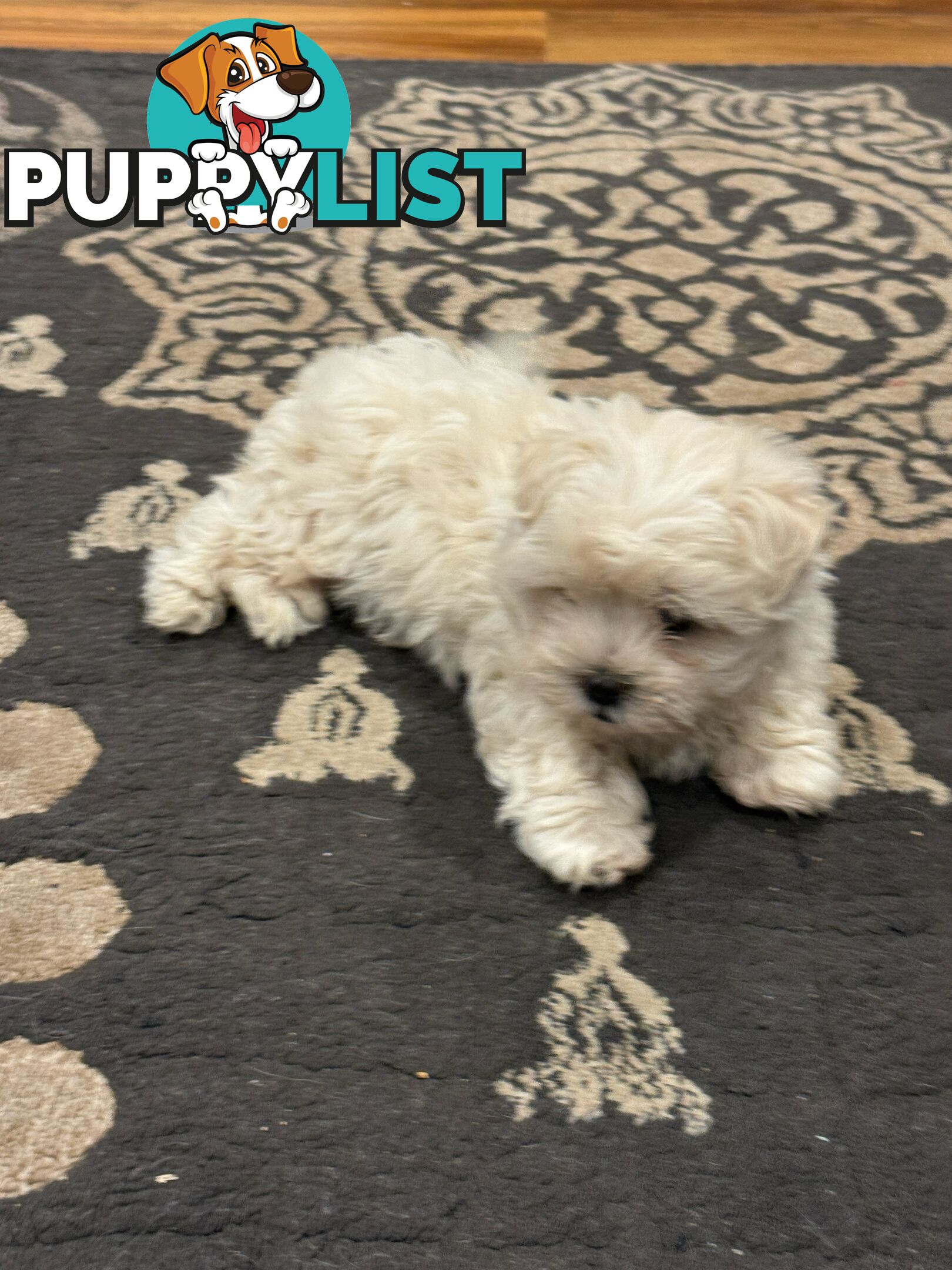 Maltese Shih Tzu Puppies