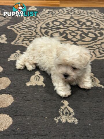 Maltese Shih Tzu Puppies