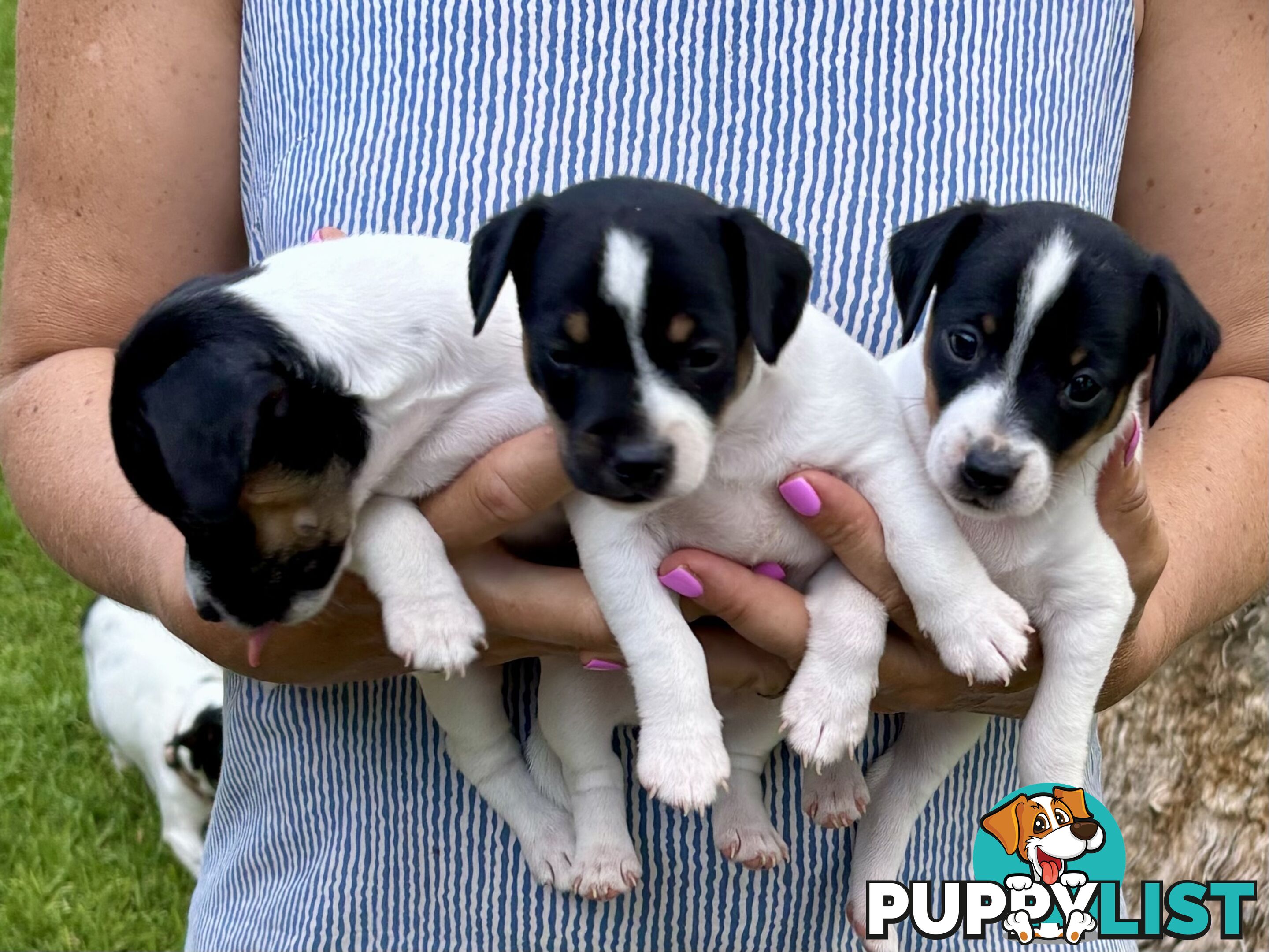 Purebred Mini Foxie Puppies