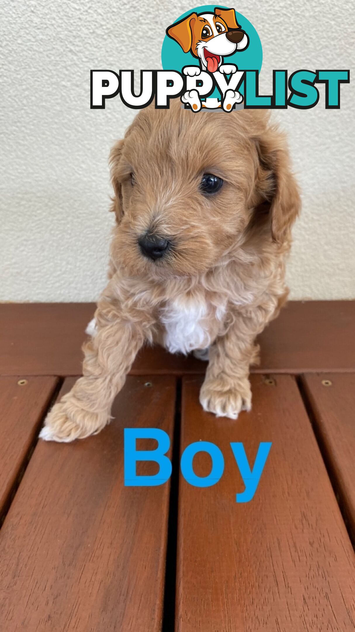 Maltese Shih Tzu x Toy Poodle Puppies for sale