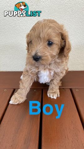 Maltese Shih Tzu x Toy Poodle Puppies for sale