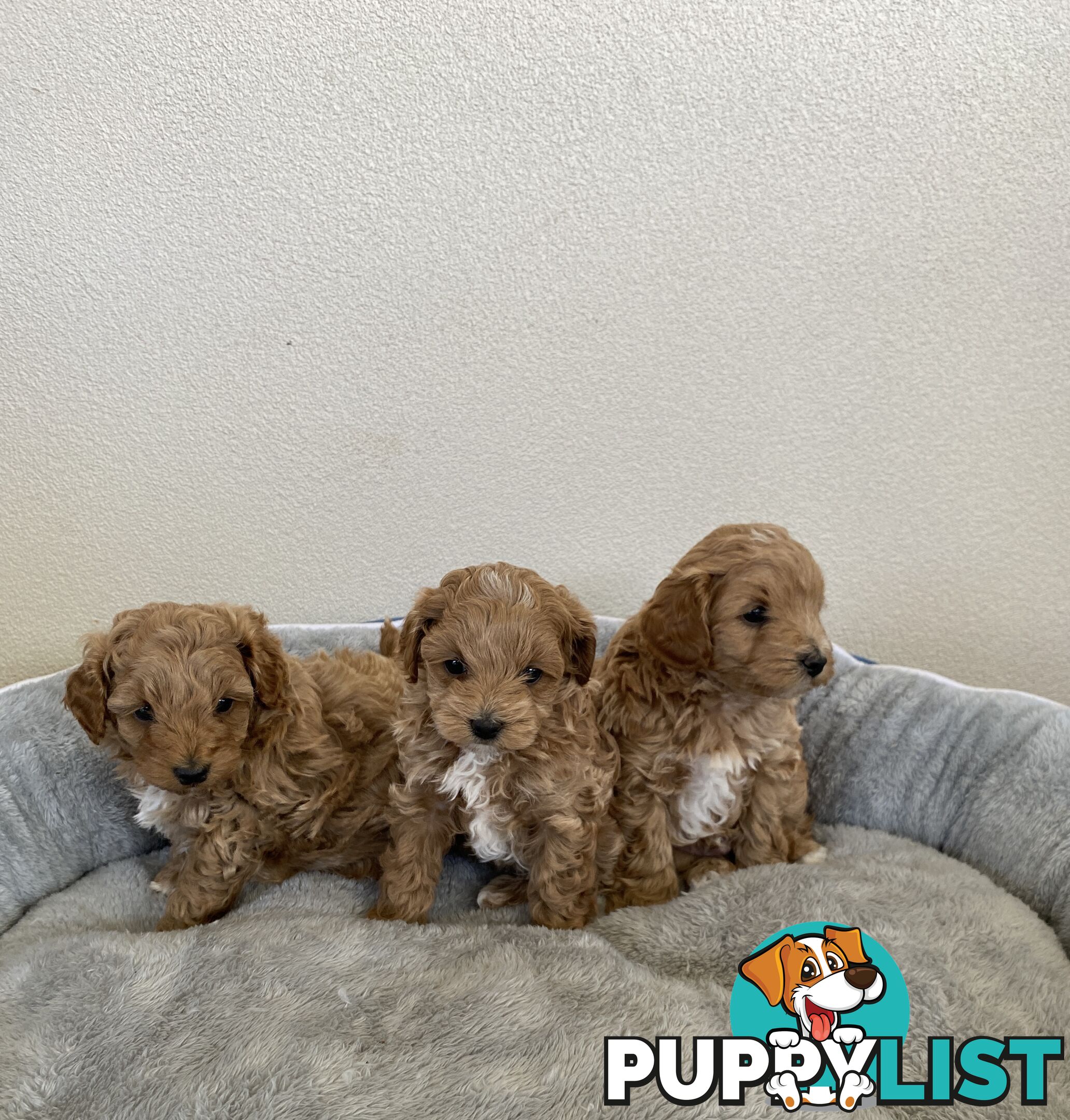 Maltese Shih Tzu x Toy Poodle Puppies for sale